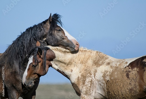 Wild horses hugging in McCullough Peaks Area in cody, Wyoming with blue sky