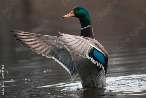 Close-up shot of a mallard duck in the calm lake