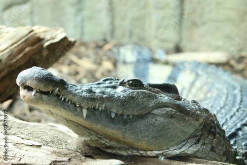 Crocodile resting on the blurred background in a zoo cage during the daytime