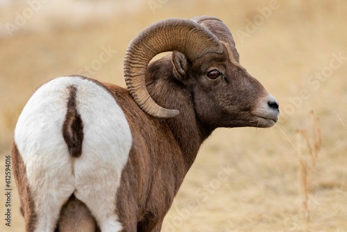 Closeup of a bighorn sheep in a field