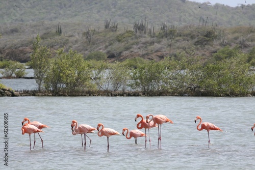 Scenic shot of a flamboyance of Flamingos on a lake in Curacao, South Caribbean