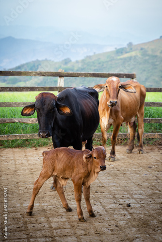 Mama Cow, Baby Cow, Concerned Cow