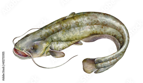 Watercolor wels catfish or sheatfish (Silurus glanis). Hand drawn fish illustration isolated on white background.