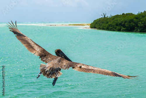  reserva da biosfera - México - Pelicano