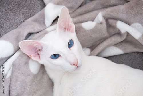 Portrait of oriental shorthair white cat with blue eyes