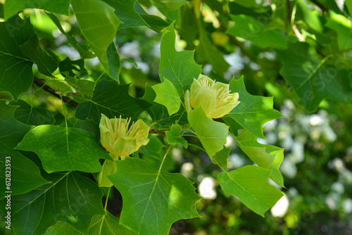 Branches with green leaves and yellow flowers of Liriodendron tulipifera, known as the tulip tree, in the city garden