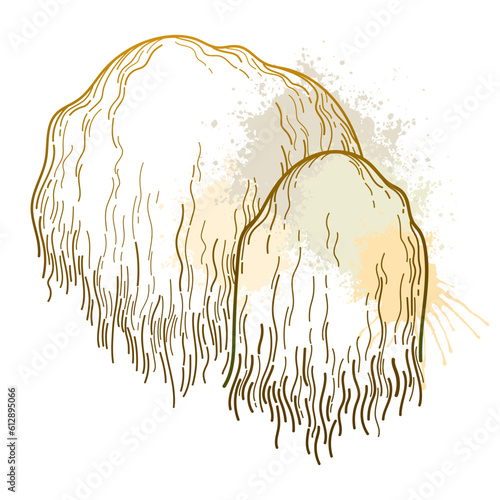 Bunch with outline Lion's mane mushroom or Hericium erinaceus in pastel beige isolated on white background. 