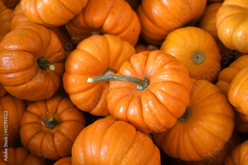 A variety of small pumpkins. 
