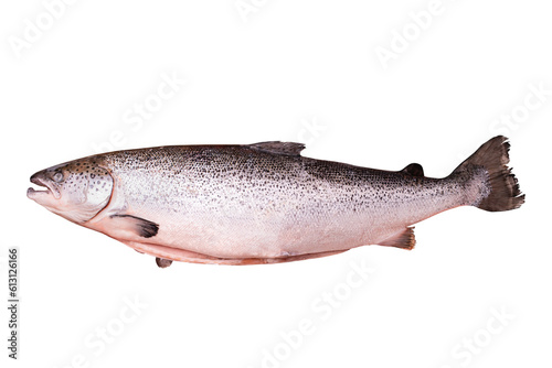 Top view of raw rainbow trout isolated on white background with clipping path. Full Depth of field. Focus stacking. PNG