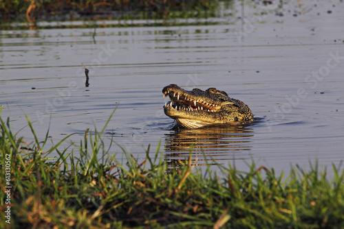 Nile Crocodile, crocodylus niloticus, Chobe River, Okavango Delta in Botswana