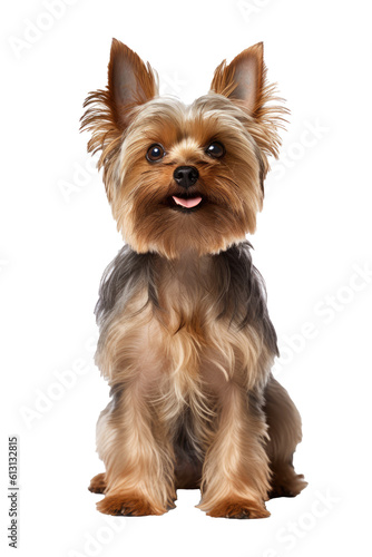 A young cute yorkshire terrier with black and brown fur sits and sticks out its tongue, isolated (Generative AI, Generativ, KI)