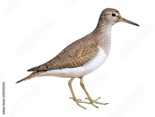 Common sandpiper (Actitis hypoleucos), PNG, isolated on transparent background