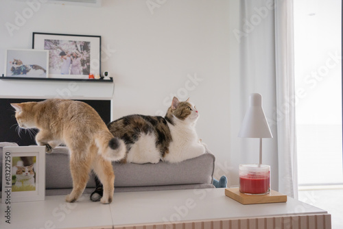 gold british cat kitten and brown tabby scottish cat playing and having fun in living room