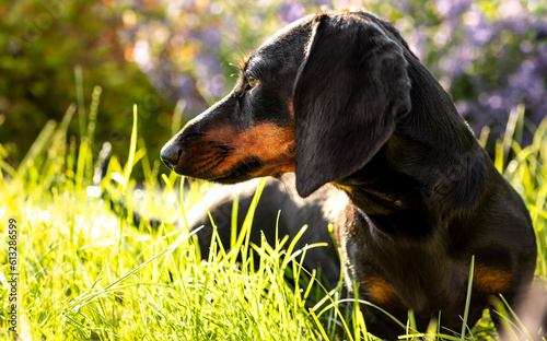 A small dog (dachshund) lying in the garden on the grass, gently lit by the rays of the summer sun. Mały pies (jamnik) leżący w ogrodzie na trawie, delikatnie oświetlony promieniami letniego słońca.