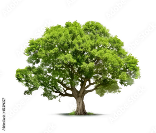 Oak tree isolated on white background. Generative Ai.