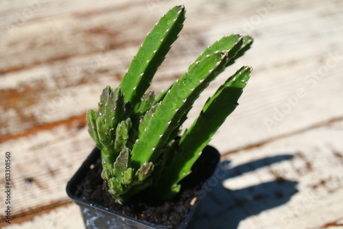 Stapelia hirsuta Gwiazda Szeryfa