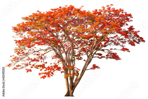 Flamboyant Royal poinciana growth tree solitude standing isolated on white background. Season changes deciduous outdoor plants.