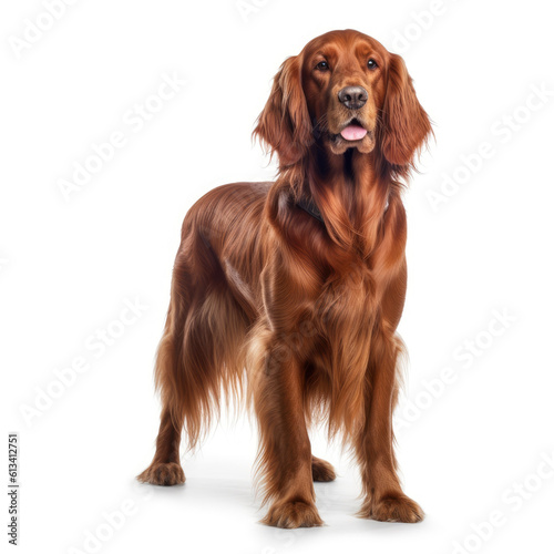 irish setter dog isolated on white background, ai generative.