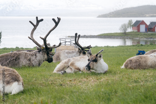 Wild reindeer family in their natural habitat Norway, Europe