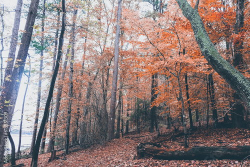 autumn in the woods at Dreher Island State Park