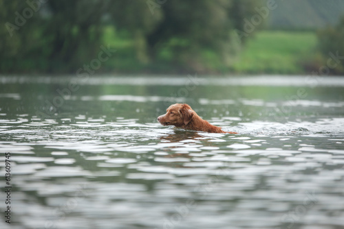 dog swims in the lake. Happy pet in nature. Nova Scotia duck tolling retriever in water
