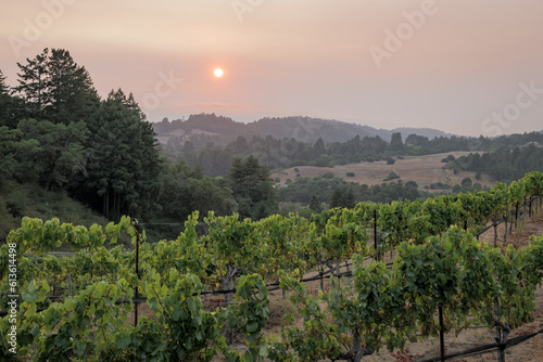 Smokey sunset over a vineyard during wildfire season