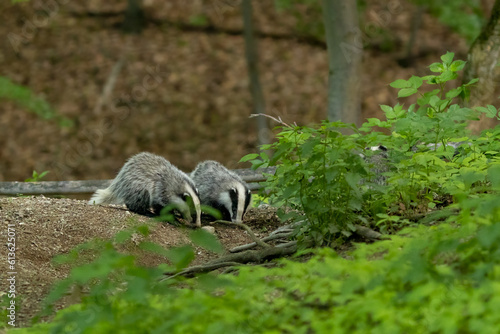 European Badger (Meles meles) in evening next to his burrow. Wild animal in natural habitat. Wildlife in Slovakia.