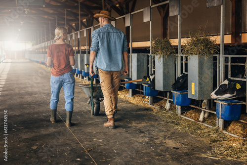 Back view of man and woman walking in a stable with cows.