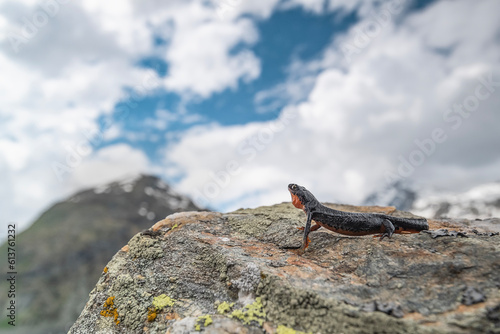 A deep breath in the wild Alps, the Alpine newt female (Ichthyosaura alpestris)