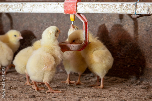 Yellow chicks drink water from a drinker