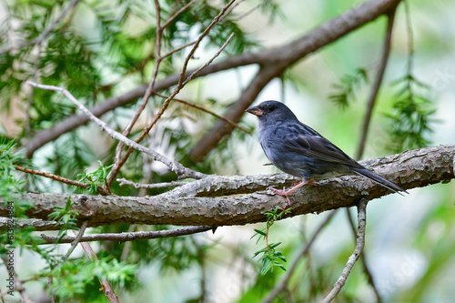 志賀高原や上高地などの初夏の高原で見られる美しい声でさえずる小鳥、クロジ