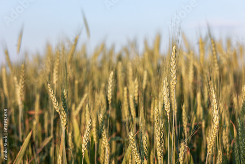 Żyto, dojrzewające na polu zboże, rolnictwo. Rye, cereal, agriculture.