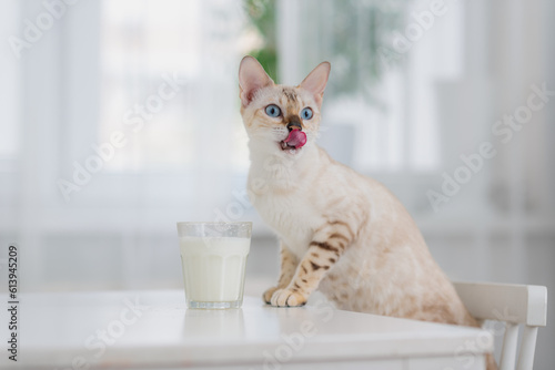 Light cat Bengal drinks milk from a glass that is standing on the table. The use of milk