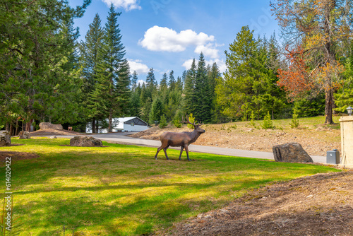 A life-size statue of a deer or buck with antlers stands at the entrance to a rural estate ranch in the mountains near Coeur d'Alene, Idaho and Spokane Washington at Newman Lake, Washington.
