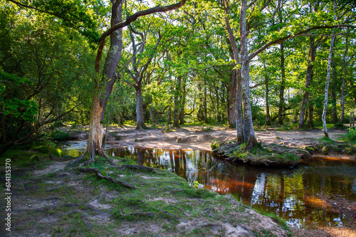 Woodland scene with stream at Puttles Bridge, near Brockenhurst, New Forest