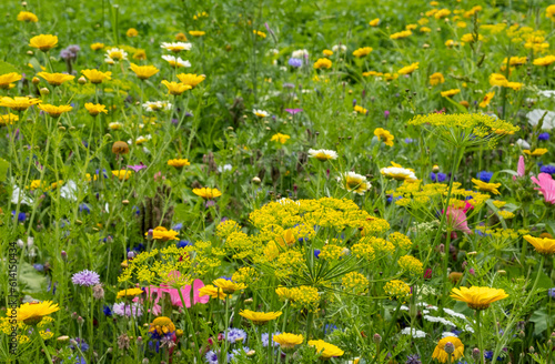 Ecozone, organic farming, province of Flevoland || Ecozone, biologische landbouw, provincie Flevoland