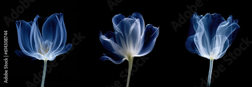 Set of realistic illustrations of flower in x-rays. Blue petal on dark background. Horizontal banner with space for text. Concept of checking health, wellness, growing plants, botany. Generative AI