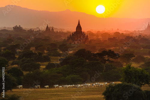 Herds of cattle return home in the background of TEMPLES OF BAGAN, MYANMAR during sunset