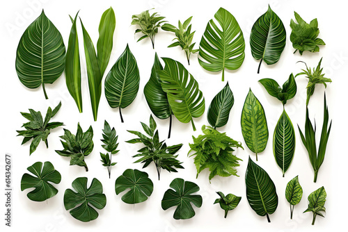 Tropical green leaves various isolated on white background