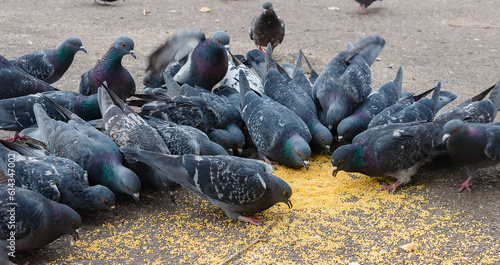 Pigeons pecking food on the street, Gray pigeons close-up pecking grains from the ground. Pigeons eat food in the park