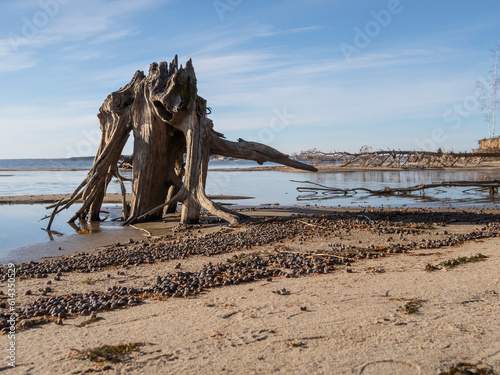 A driftwood resembling a fabulous monster on the riverbank