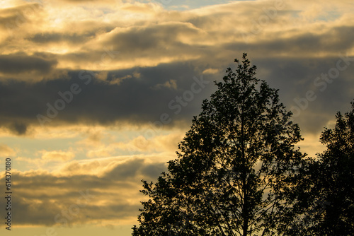 Drzewo na tle zachmurzonego nieba wieczorową porą, zachodzące słońce rozświetla niebo przebijając się przez chmury