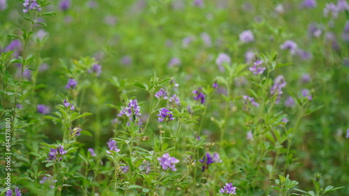 In the spring farm field young alfalfa grows. The field is blooming alfalfa, which is a valuable animal feed