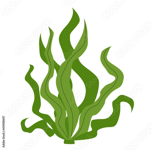 Edible seaweed illustration. Spirulina algae leafs isolated on white background. 