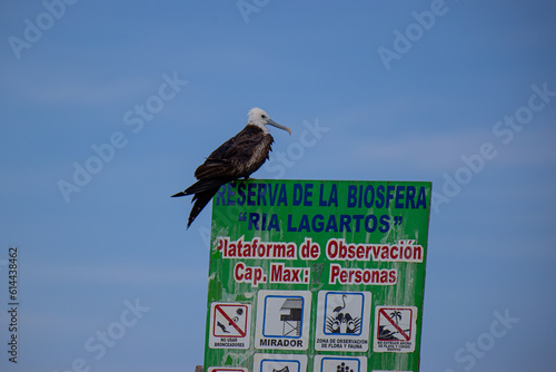 Ptak Na znaku Meksyk Rio Lagartos