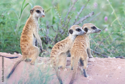 Meerkat (Suricata suricatta) family group in the Kalahari, Northern Cape, South Africa