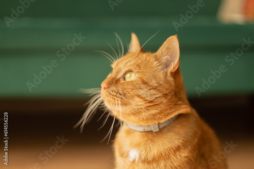 red domestic cat wears an anti-flea collar around his neck