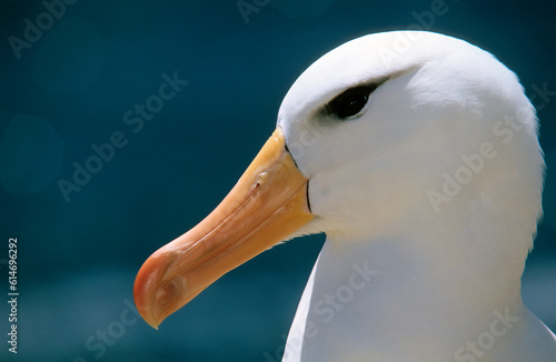 Albatros à sourcils noirs, Thalassarche melanophris, Black browed Albatross, Iles Falkland, Iles Malouines