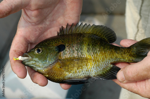 Colorful bluegill and sunfish