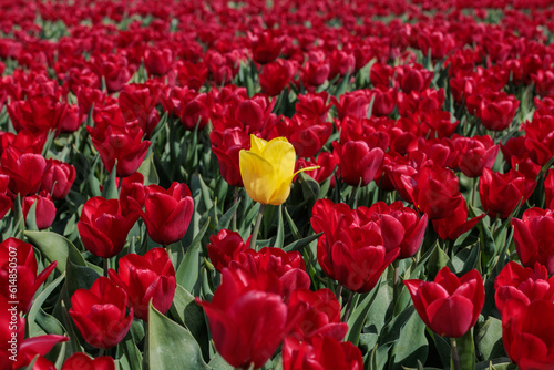 Single vibrant yellow tulip in a field of red tulips